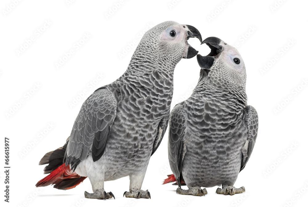 Two African Grey Parrot (3 months old) pecking Two African Grey Parrot (3 months old) pecking