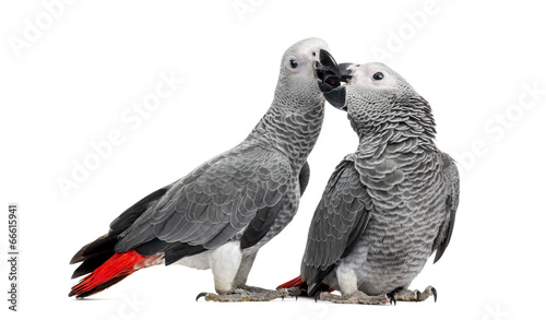 Two African Grey Parrots (3 months old) pecking