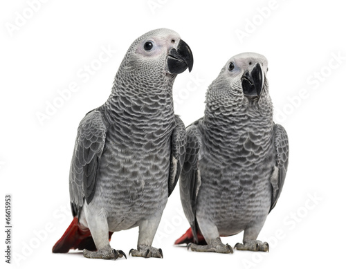 Two African Grey Parrot (3 months old) isolated on white