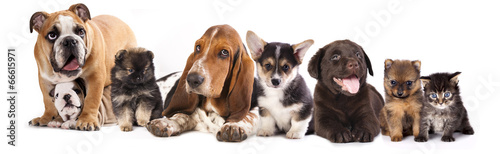 Basset Hound and corgi, labrador, dog, pomeranian puppies