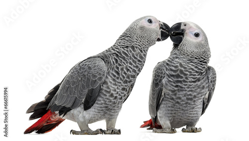 Two African Grey Parrot (3 months old) pecking