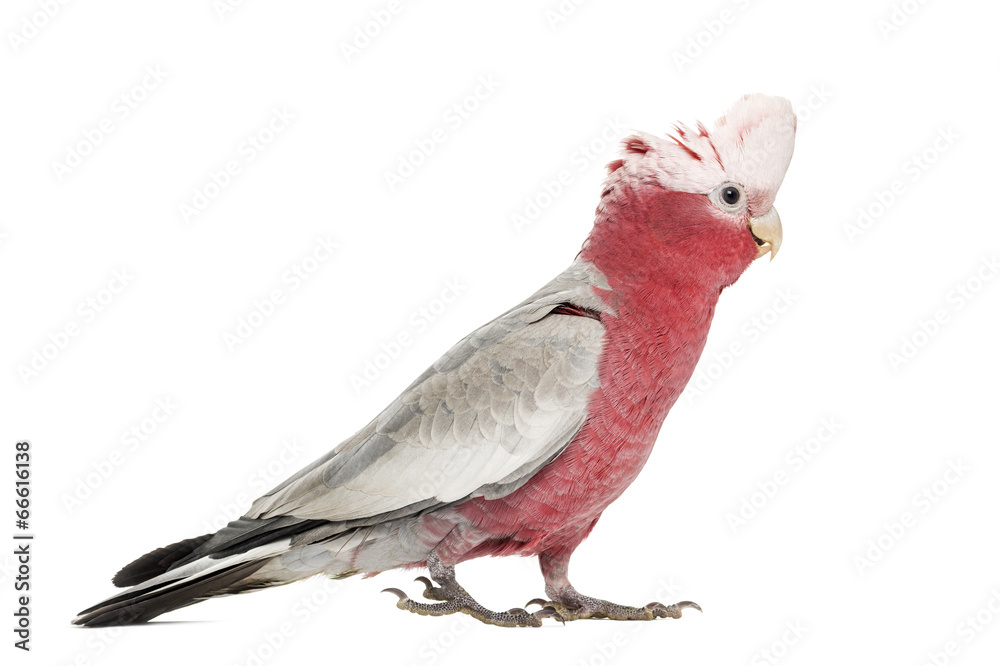 Rose-breasted Cockatoo (2 years old) isolated on white Rose-breasted Cockatoo (2 years old) isolated on white