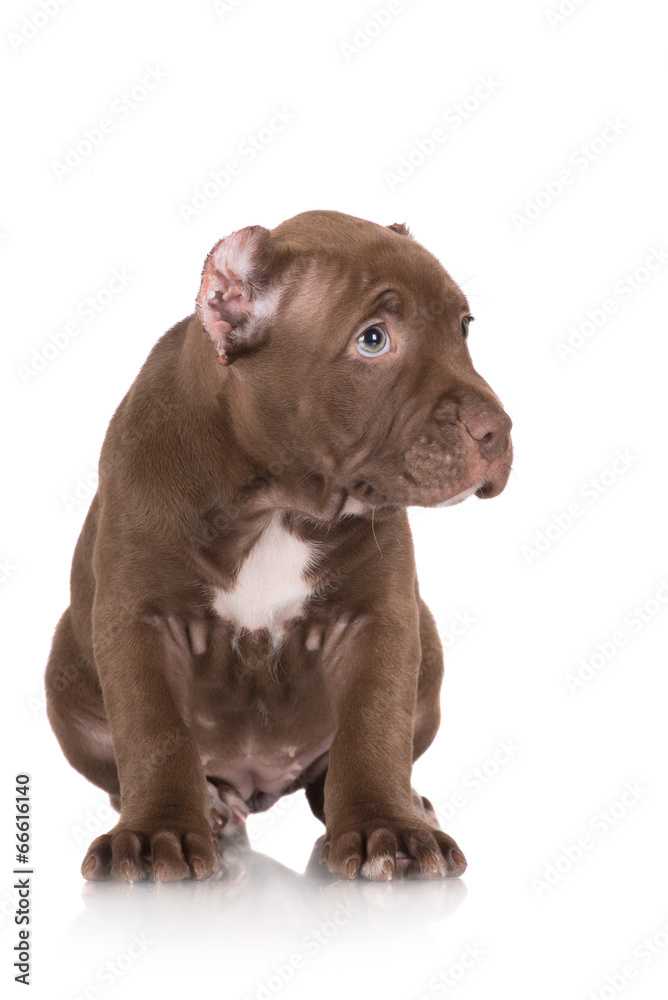 adorable chocolate pit bull puppy looks guilty