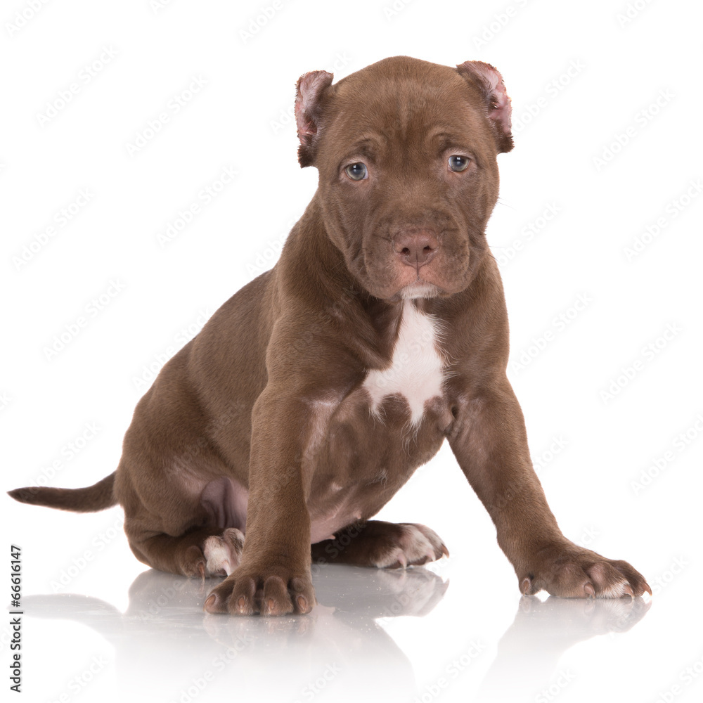 american pit bull puppy portrait