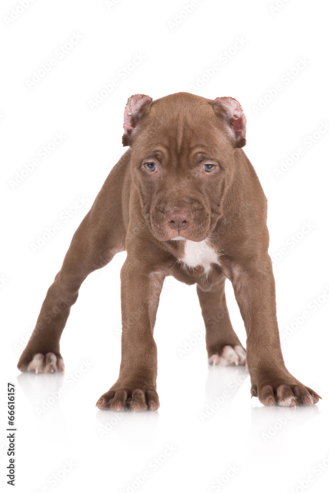 american pit bull terrier puppy portrait