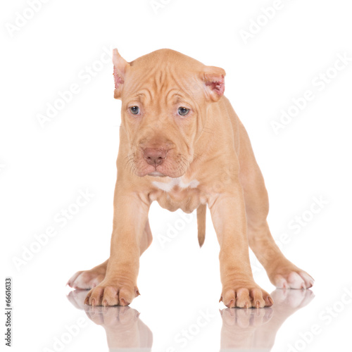 fawn pit bull terrier puppy