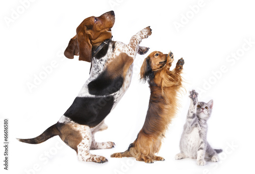 Fototapeta Naklejka Na Ścianę i Meble -  group of dog standing on hind legs
