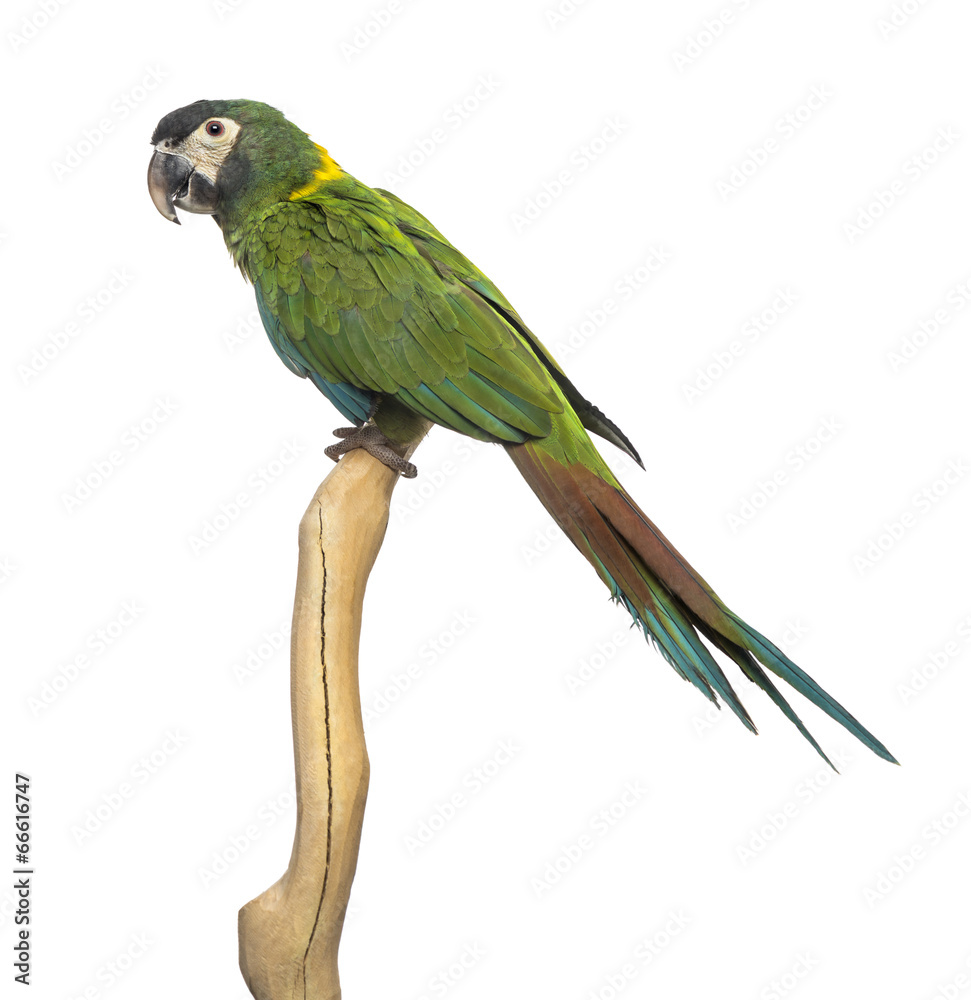 Fototapeta premium Golden-collared macaw perched on a branch, isolated on white