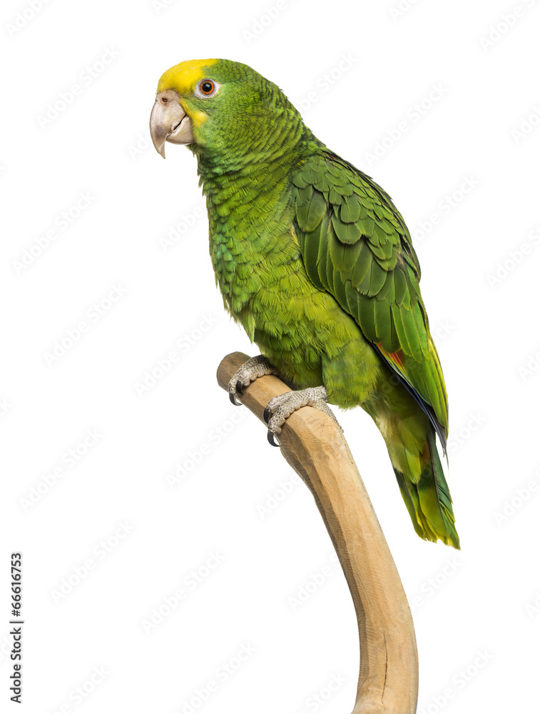 Double Yellow-headed Amazon (6 months old) perched on a branch,