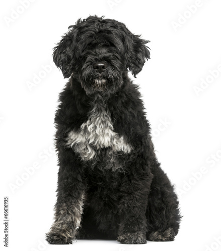 Fototapeta Naklejka Na Ścianę i Meble -  Portuguese Water Dog