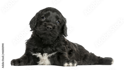 Fototapeta Naklejka Na Ścianę i Meble -  Portuguese Water Dog (6 weeks old) isolated on white
