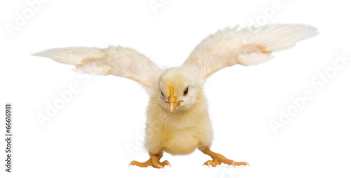 Foto Chick flapping its wings (8 days old)