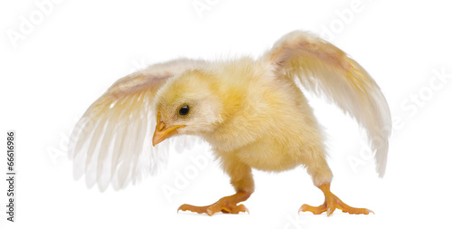 Foto Chick flapping its wings (8 days old)
