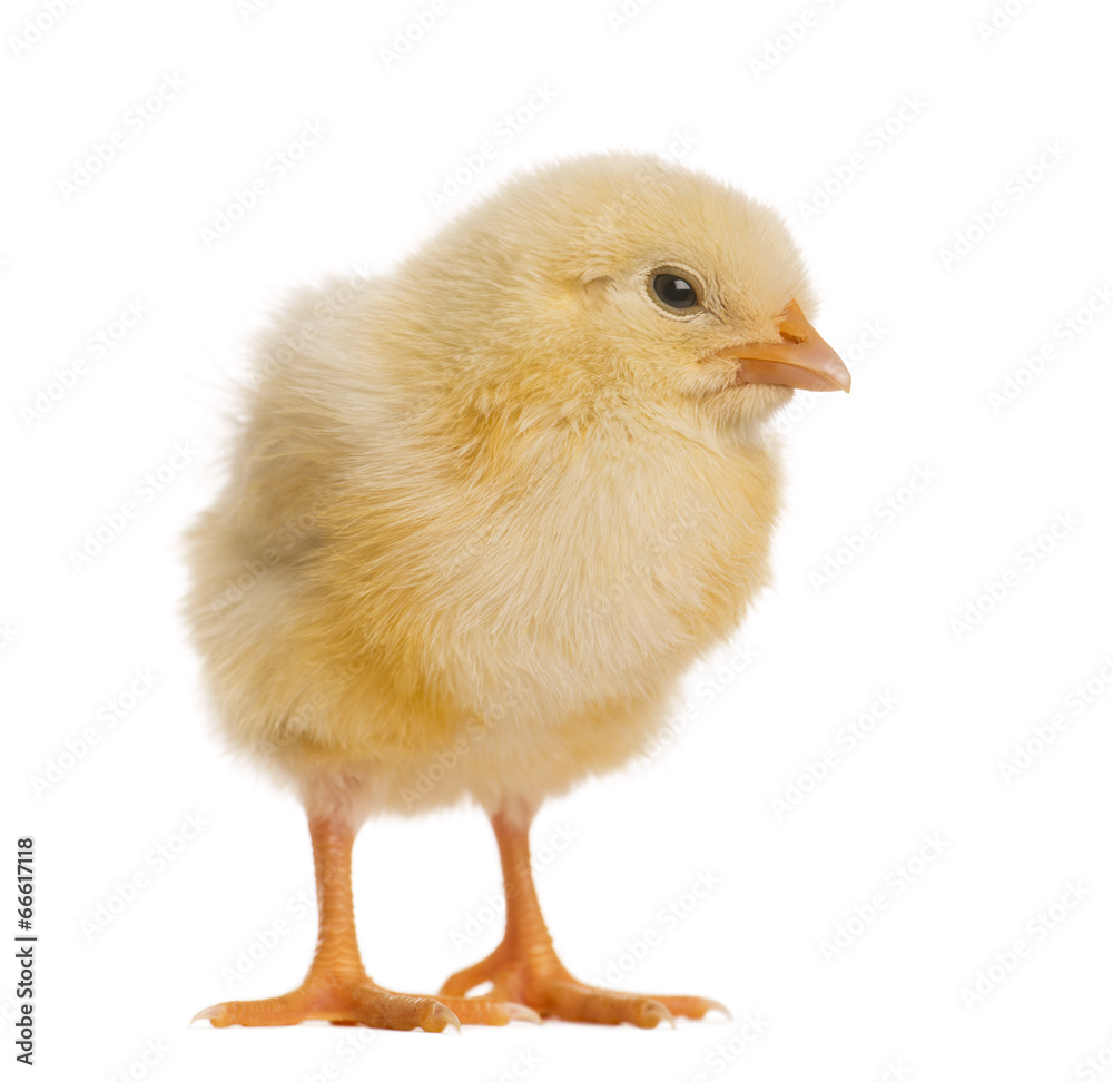 Chick 8 days old, isolated on white Chick 8 days old, isolated on white