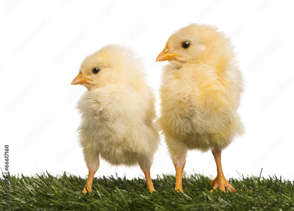 Fototapeta premium Two Chicks (8 days old) standing in grass