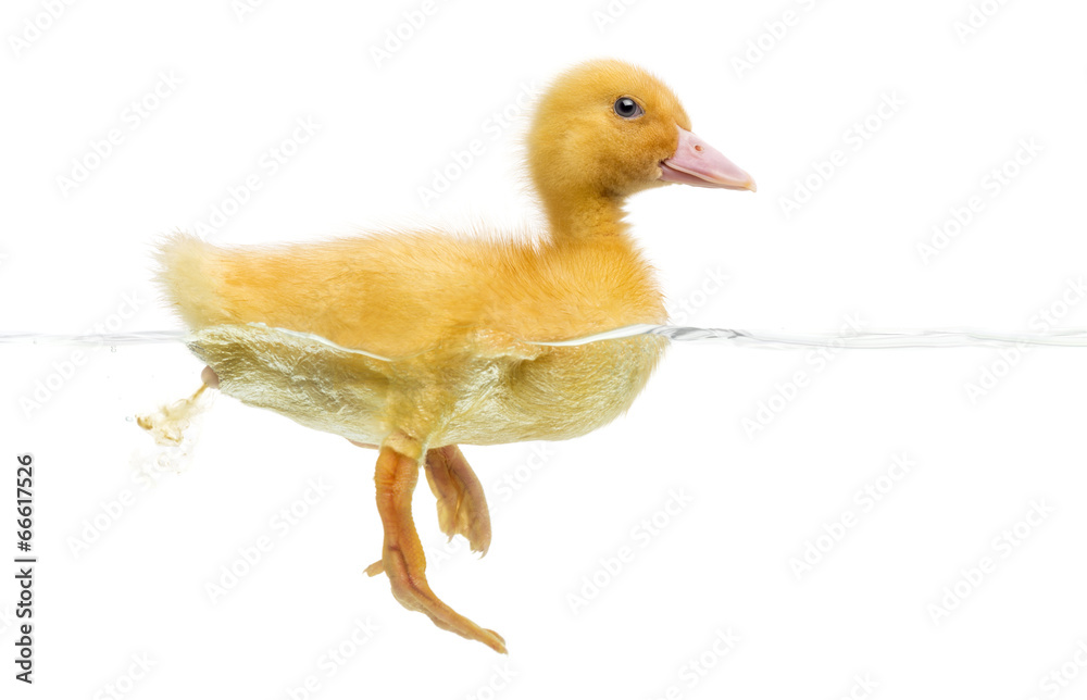 Duckling (7 days old) swimming and pooping, isolated on white Duckling (7 days old) swimming and pooping, isolated on white