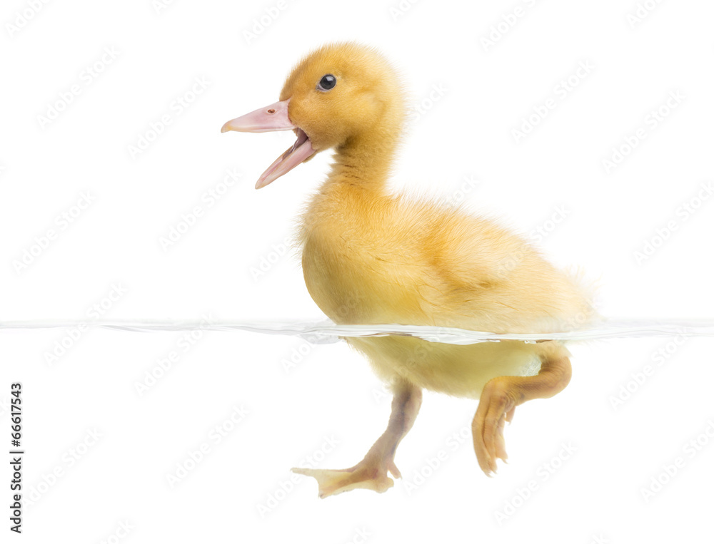 Duckling (7 days old) swimming and quacking, isolated on white Duckling (7 days old) swimming and quacking, isolated on white