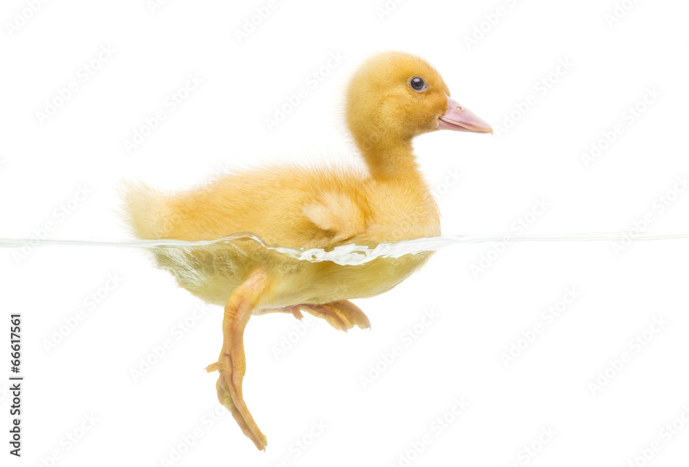 Duckling (7 days old) swimming, isolated on white Duckling (7 days old) swimming, isolated on white
