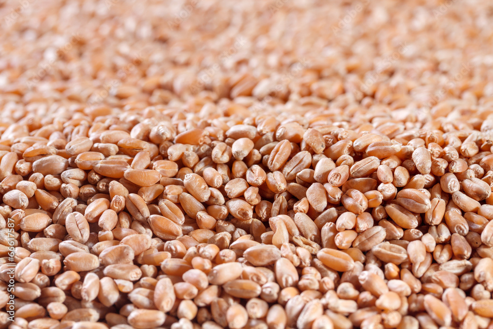 Fototapeta premium Wheat grains close up