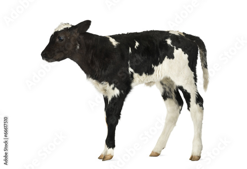 Belgian blue calf isolated on white photo