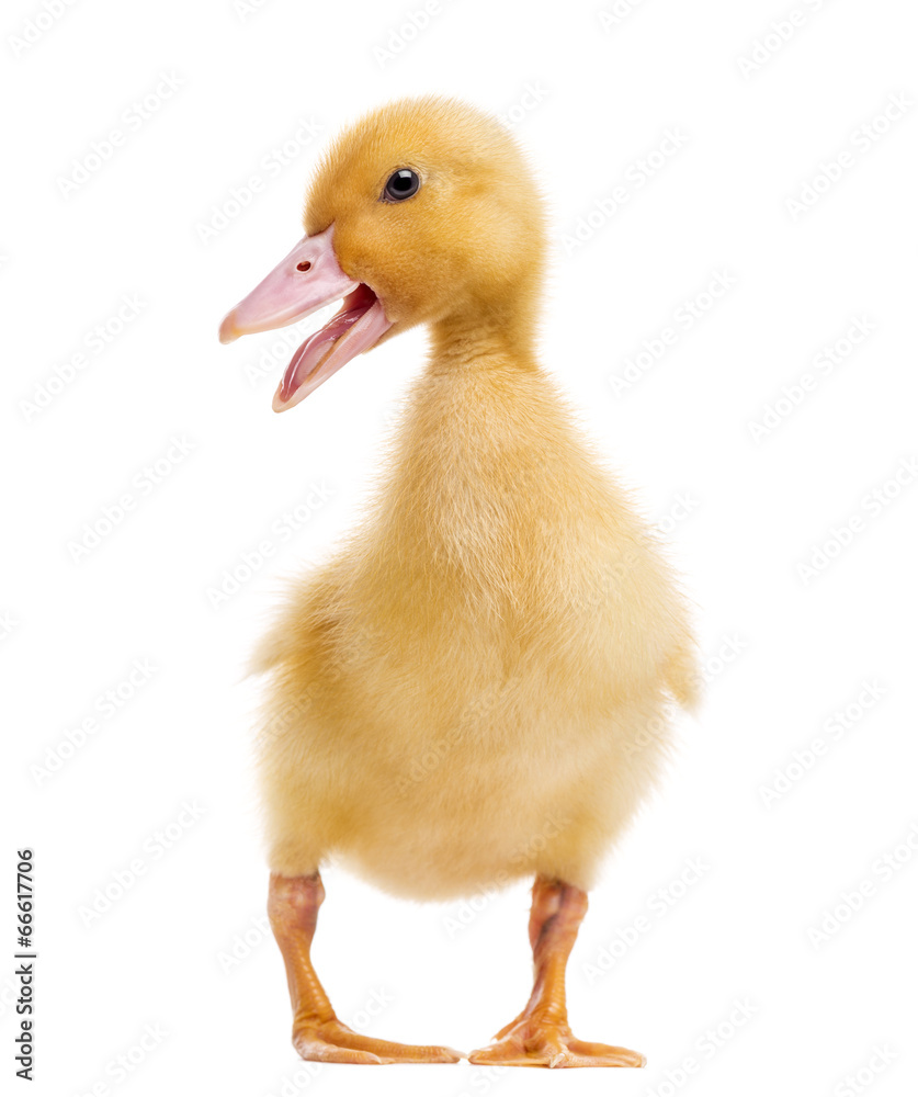 Duckling (7 days old) quacking, isolated on white Duckling (7 days old) quacking, isolated on white