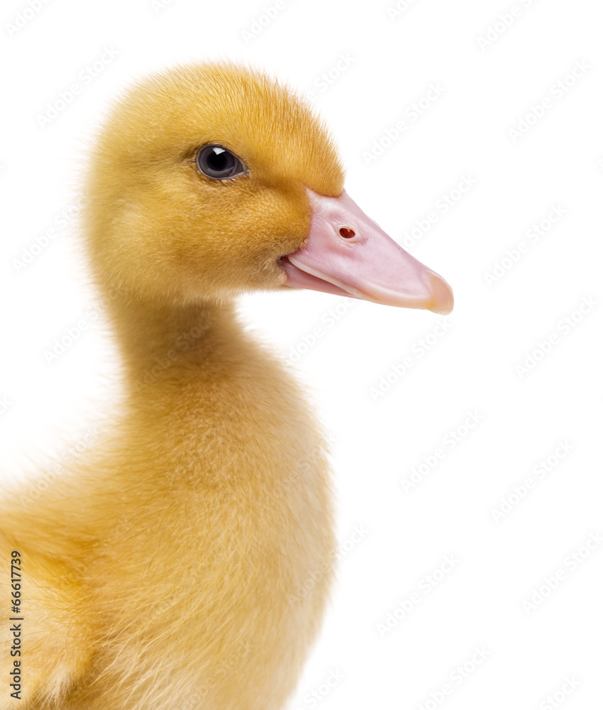 Close-up of a Duckling (7 days old) isolated on white Close-up of a Duckling (7 days old) isolated on white