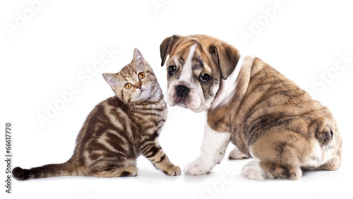 Cat and dog, British kittens and english Bulldog puppy