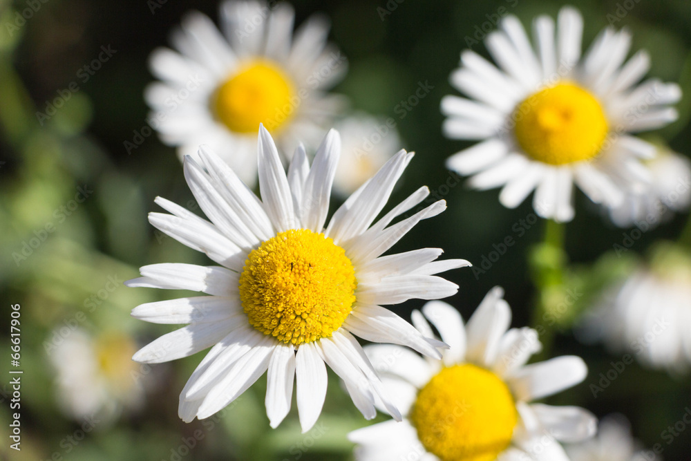 Idyllic Summer Meadow wildflowers - white daisy Idyllic Summer Meadow wildflowers - white daisy