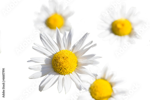 Idyllic Summer Meadow wildflowers - daisy isolated on white