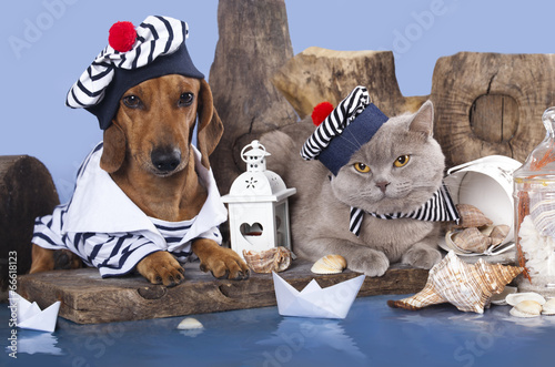 Fototapeta Naklejka Na Ścianę i Meble -  cat and dog, dachshund and british cat