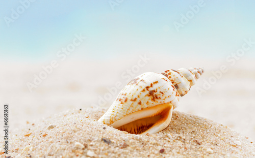Shells  on sandy beach © g215