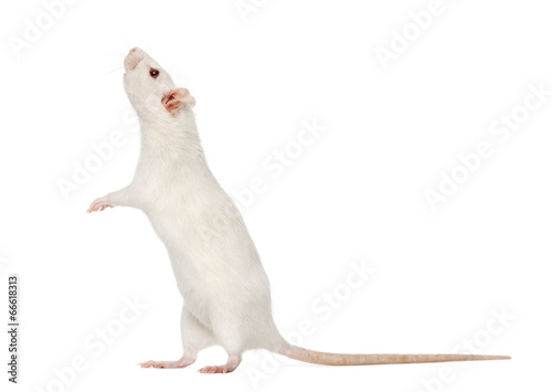 Fotografia, Obraz white Rat on hind legs (8 months old), isolated on white