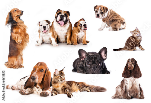 Fototapeta Naklejka Na Ścianę i Meble -  Group of cats and dogs in front of white background