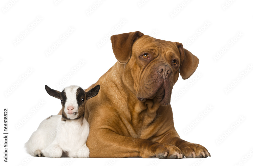 Young domestic goat and a Dogue de Bordeaux