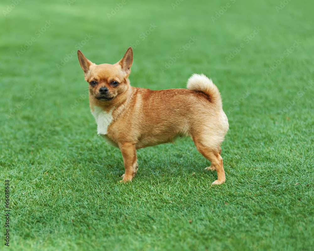 Red chihuahua dog on green grass. Red chihuahua dog on green grass.