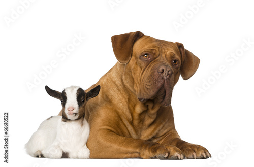 Fototapeta Naklejka Na Ścianę i Meble -  Young domestic goat and a Dogue de Bordeaux
