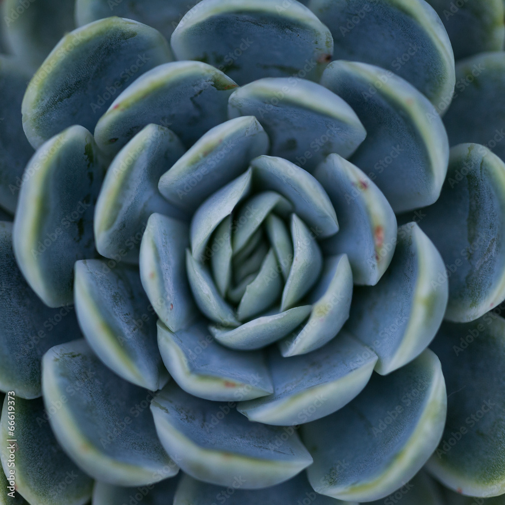 Obraz premium succulent plant / symmetrical pattern / nature