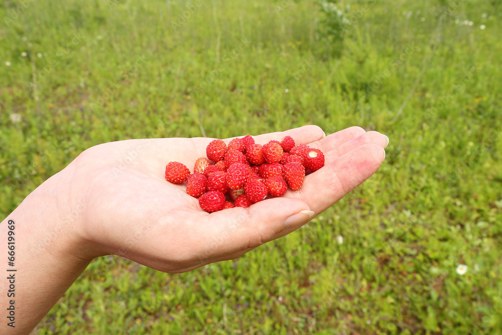 Berries in a hand Berries in a hand