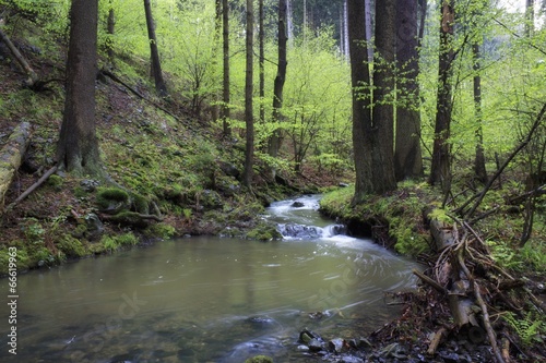 spring forest creek