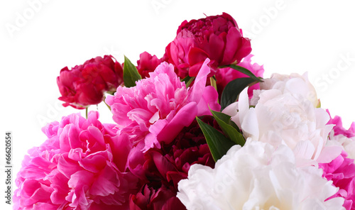 Beautiful pink and white peonies, isolated on white