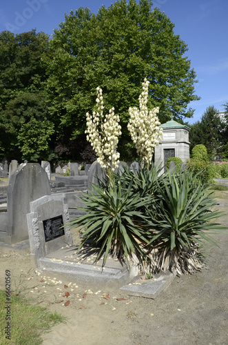 Cimetière de Berchem-Sainte-Agathe (Bruxelles) photo