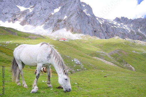 Wild horse. photo