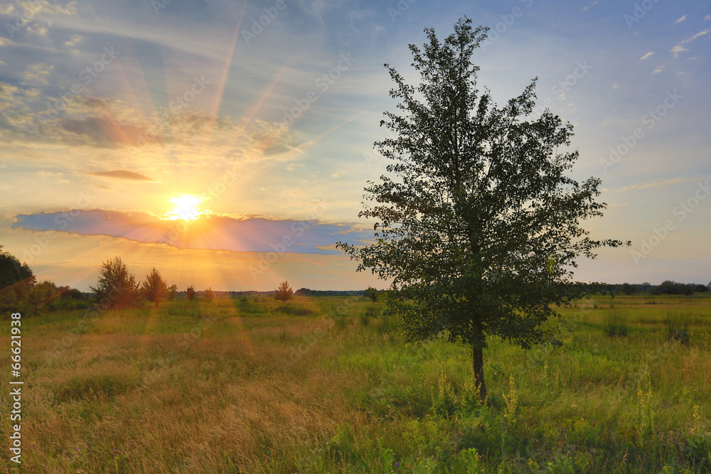 alone tree on evening meadow