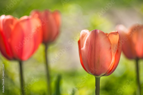 tulips in the sun