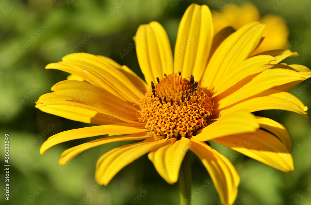 yellow flower yellow flower