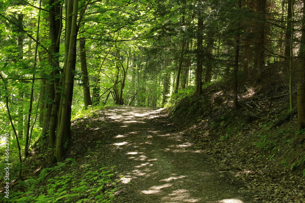Fototapeta premium rural road into the forest