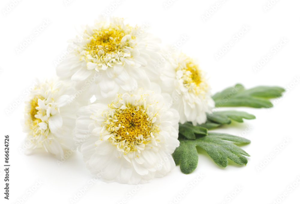 Obraz premium White flowers