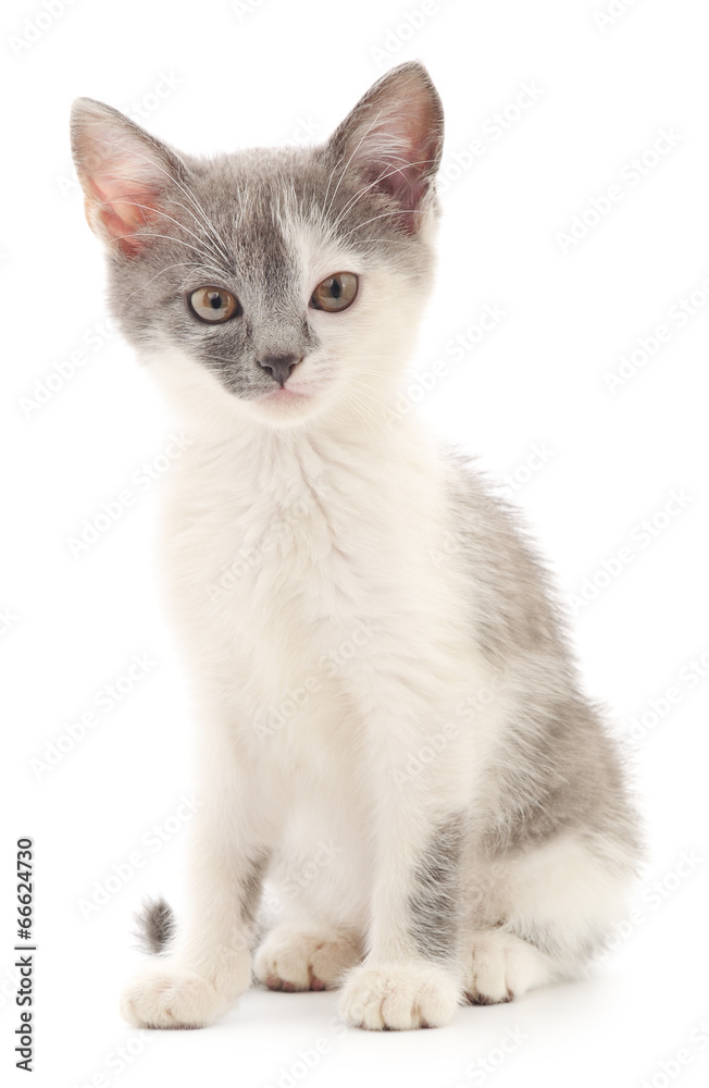 Obraz premium Kitten on a white background