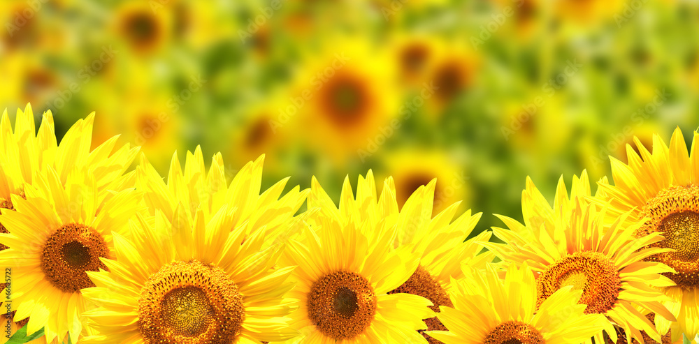 Border with sunflowers