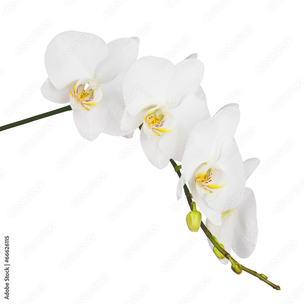 Obraz premium Orchidea na białym tle.